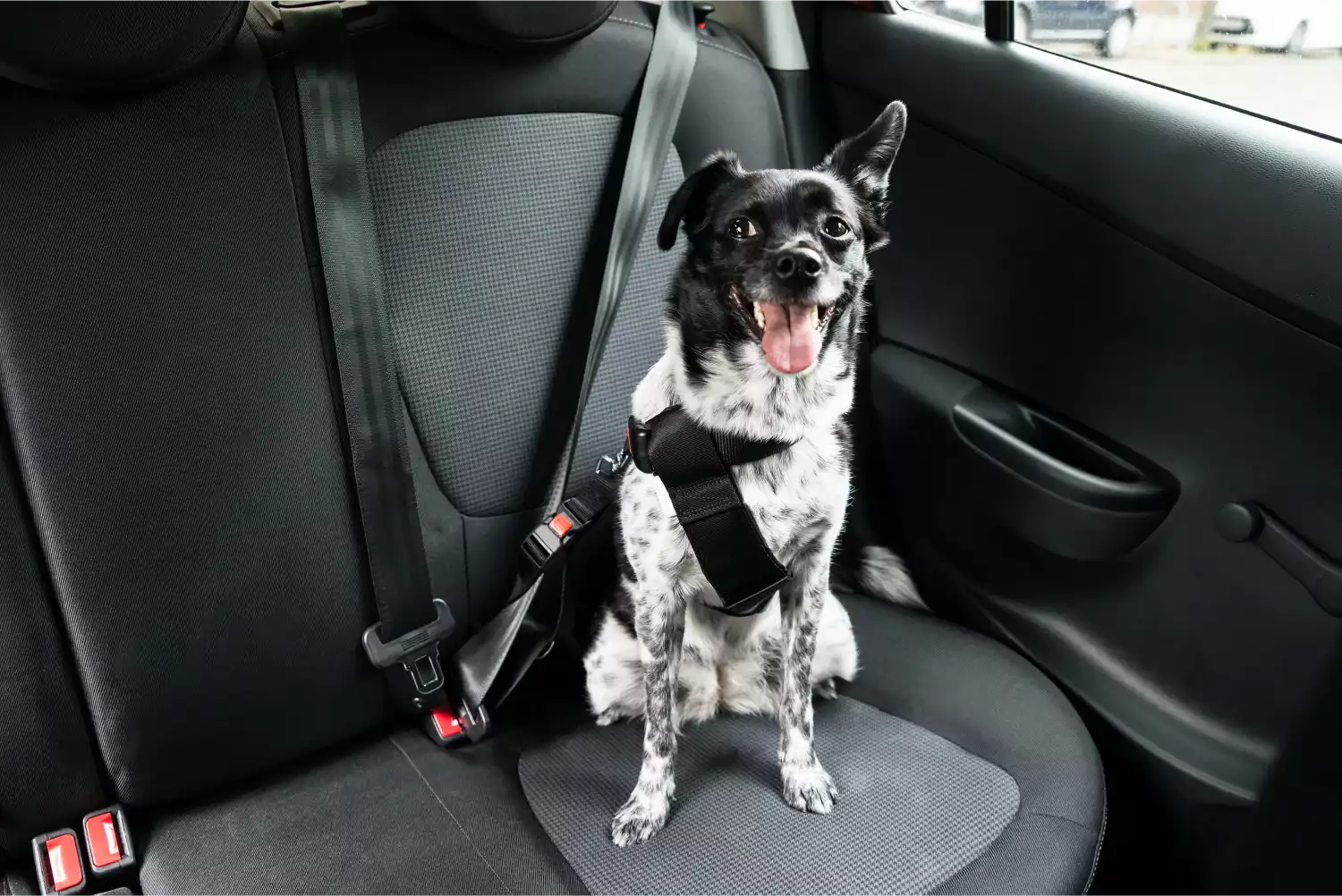 Toyota 4Runner Dog Car Seat Belt for Brittanys